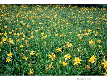 沐心泉休閒農場：【遊記】oO。o○。台中　新社　沐心泉休閒農場　愛情花　金針花　百子蓮　油桐花　螢火蟲　櫻花　一年四季都有不同的美景，來台中不可以錯過的好地方～　oO。o○。　