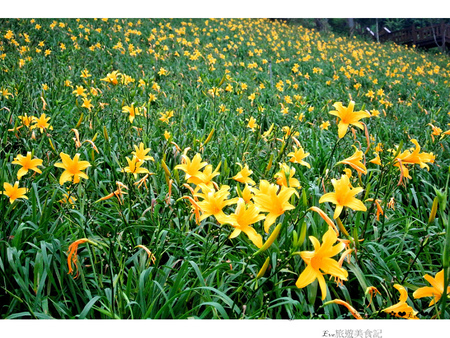 沐心泉休閒農場：【遊記】oO。o○。台中　新社　沐心泉休閒農場　愛情花　金針花　百子蓮　油桐花　螢火蟲　櫻花　一年四季都有不同的美景，來台中不可以錯過的好地方～　oO。o○。　