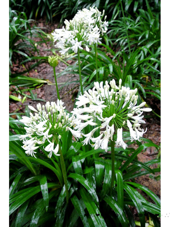 沐心泉休閒農場：【遊記】oO。o○。台中　新社　沐心泉休閒農場　愛情花　金針花　百子蓮　油桐花　螢火蟲　櫻花　一年四季都有不同的美景，來台中不可以錯過的好地方～　oO。o○。　