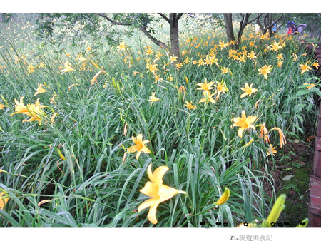 沐心泉休閒農場：【遊記】oO。o○。台中　新社　沐心泉休閒農場　愛情花　金針花　百子蓮　油桐花　螢火蟲　櫻花　一年四季都有不同的美景，來台中不可以錯過的好地方～　oO。o○。　