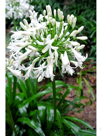 沐心泉休閒農場：【遊記】oO。o○。台中　新社　沐心泉休閒農場　愛情花　金針花　百子蓮　油桐花　螢火蟲　櫻花　一年四季都有不同的美景，來台中不可以錯過的好地方～　oO。o○。　