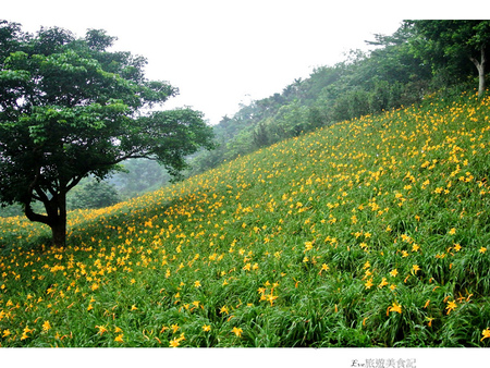 沐心泉休閒農場：【遊記】oO。o○。台中　新社　沐心泉休閒農場　愛情花　金針花　百子蓮　油桐花　螢火蟲　櫻花　一年四季都有不同的美景，來台中不可以錯過的好地方～　oO。o○。　