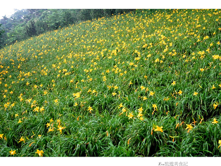 沐心泉休閒農場：【遊記】oO。o○。台中　新社　沐心泉休閒農場　愛情花　金針花　百子蓮　油桐花　螢火蟲　櫻花　一年四季都有不同的美景，來台中不可以錯過的好地方～　oO。o○。　