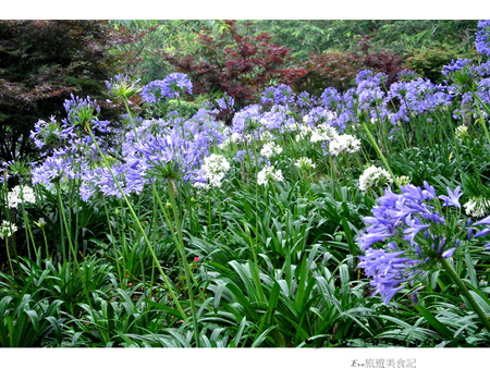 沐心泉休閒農場：【遊記】oO。o○。台中　新社　沐心泉休閒農場　愛情花　金針花　百子蓮　油桐花　螢火蟲　櫻花　一年四季都有不同的美景，來台中不可以錯過的好地方～　oO。o○。　