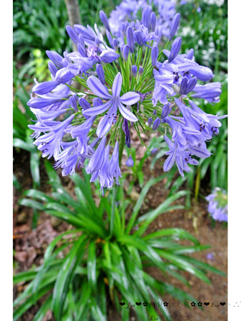 沐心泉休閒農場：【遊記】oO。o○。台中　新社　沐心泉休閒農場　愛情花　金針花　百子蓮　油桐花　螢火蟲　櫻花　一年四季都有不同的美景，來台中不可以錯過的好地方～　oO。o○。　