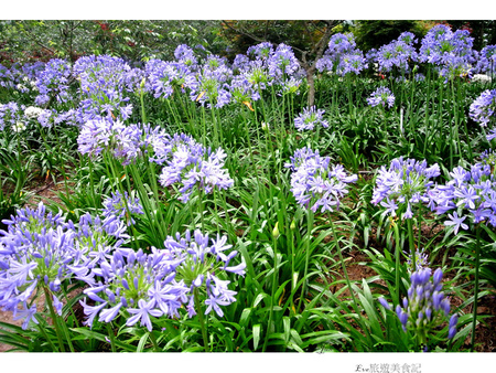 沐心泉休閒農場：【遊記】oO。o○。台中　新社　沐心泉休閒農場　愛情花　金針花　百子蓮　油桐花　螢火蟲　櫻花　一年四季都有不同的美景，來台中不可以錯過的好地方～　oO。o○。　