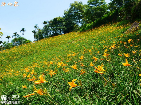 沐心泉休閒農場:倘佯在金色浪花中,沐心泉休閒農場˙金針花。