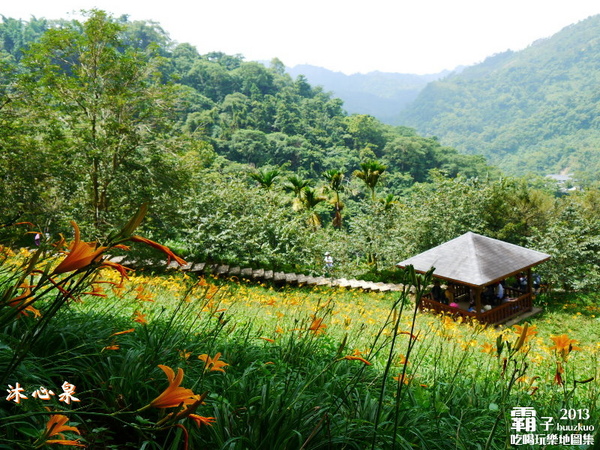 沐心泉休閒農場:倘佯在金色浪花中,沐心泉休閒農場˙金針花。