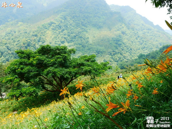 沐心泉休閒農場:倘佯在金色浪花中,沐心泉休閒農場˙金針花。
