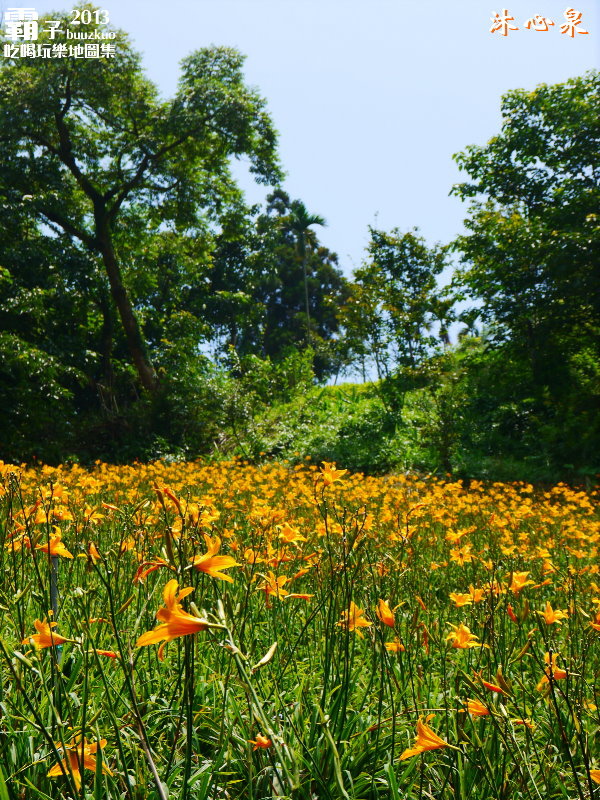 沐心泉休閒農場:倘佯在金色浪花中,沐心泉休閒農場˙金針花。