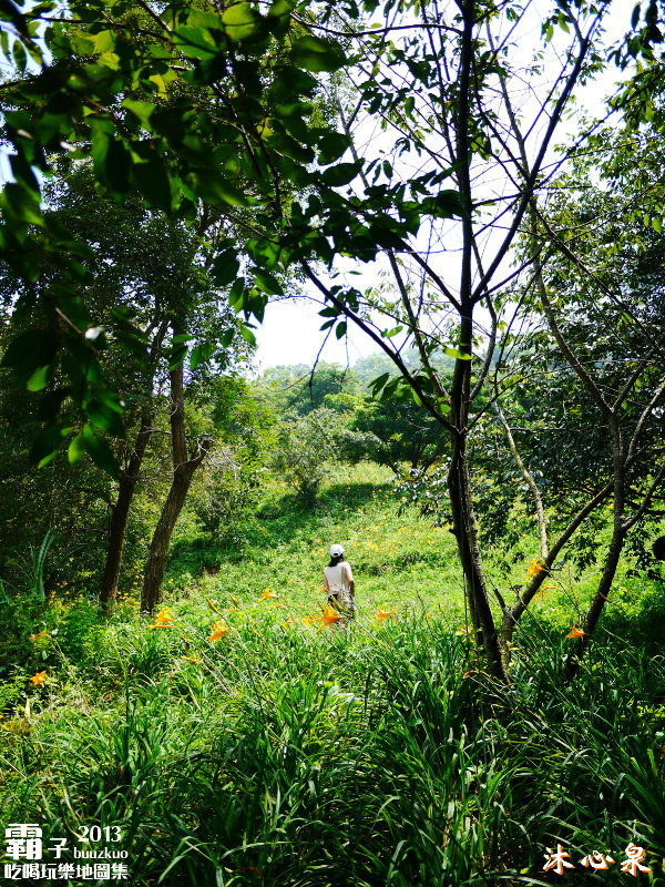 沐心泉休閒農場:倘佯在金色浪花中,沐心泉休閒農場˙金針花。