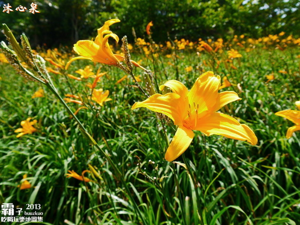 沐心泉休閒農場:倘佯在金色浪花中,沐心泉休閒農場˙金針花。