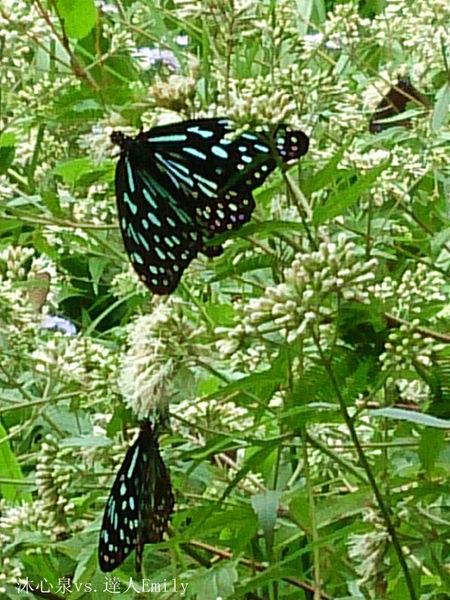 蝴蝶1.jpg