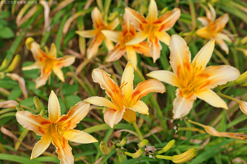 2015.05.16~新北三芝牧蜂農場金針花遊拍