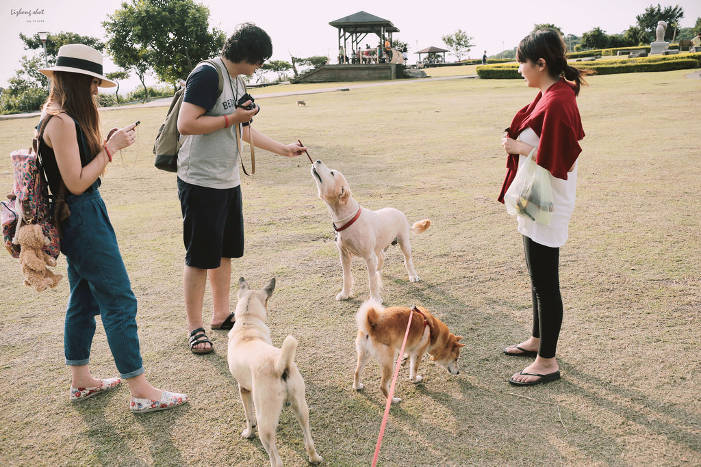 桃園的虎頭山大草原野放小狗日記