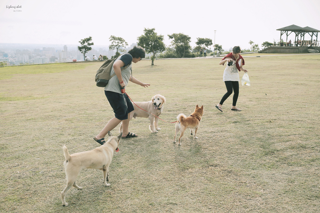 桃園的虎頭山大草原野放小狗日記