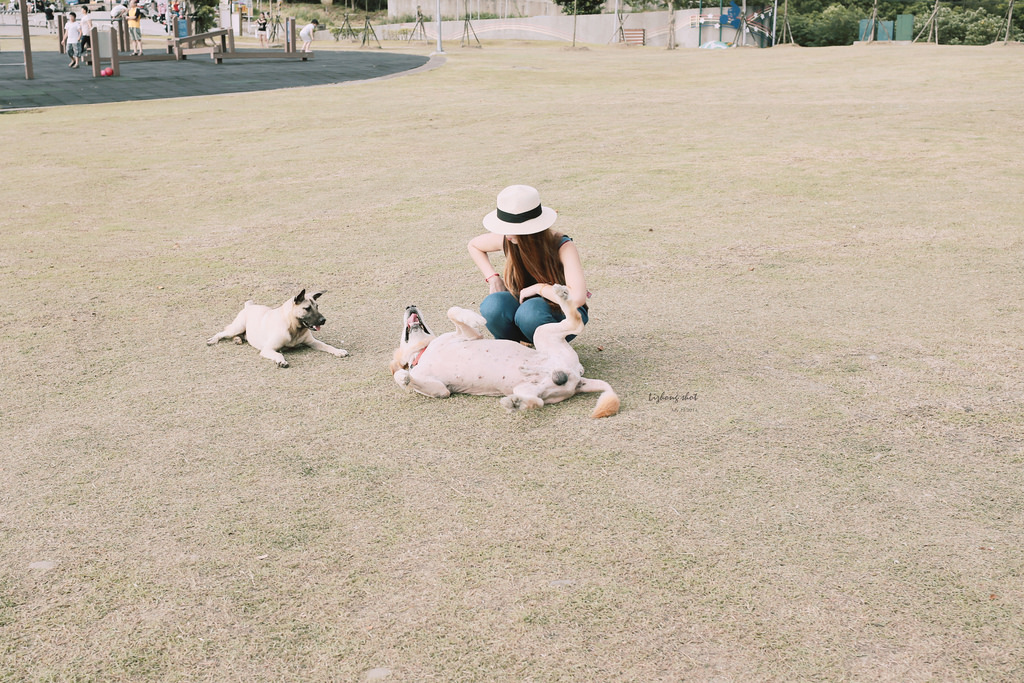 桃園的虎頭山大草原野放小狗日記