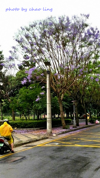 朝陽公園-4.jpg - 2016夏之豔陽