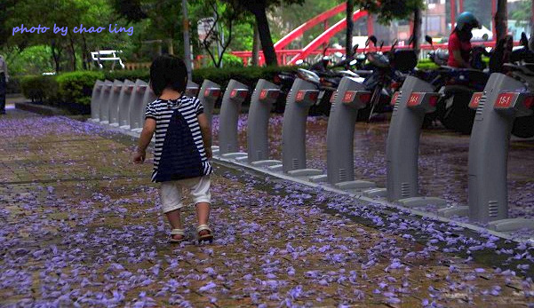 朝陽公園-1.JPG - 2016夏之豔陽