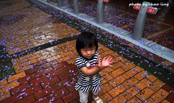 朝陽公園-15.JPG - 2016夏之豔陽