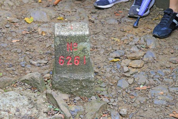 【桃園旅遊】東眼山森林遊樂區-夏日消暑山林避世小旅遊