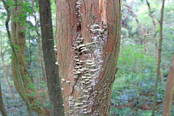 【桃園旅遊】東眼山森林遊樂區-夏日消暑山林避世小旅遊