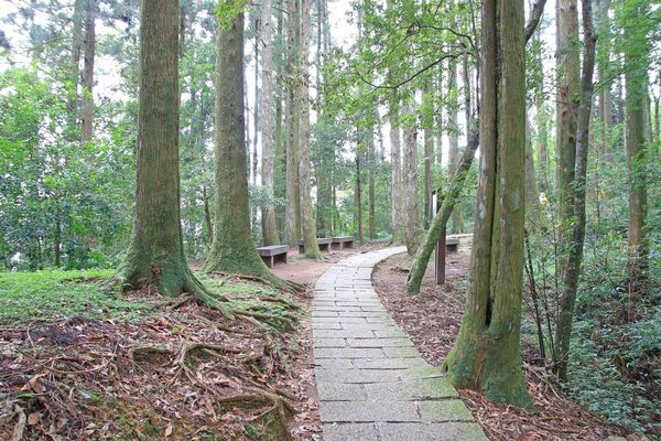 【桃園旅遊】東眼山森林遊樂區-夏日消暑山林避世小旅遊