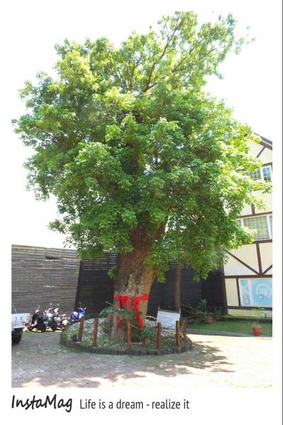 綠光森林：鵝黃色的歐式建築~綠光森林