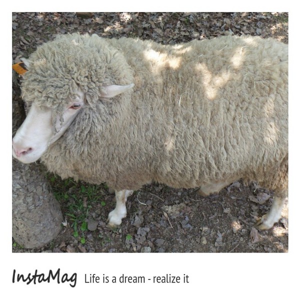 綠光森林：鵝黃色的歐式建築~綠光森林