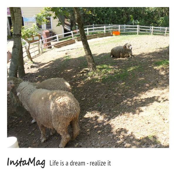 綠光森林：鵝黃色的歐式建築~綠光森林