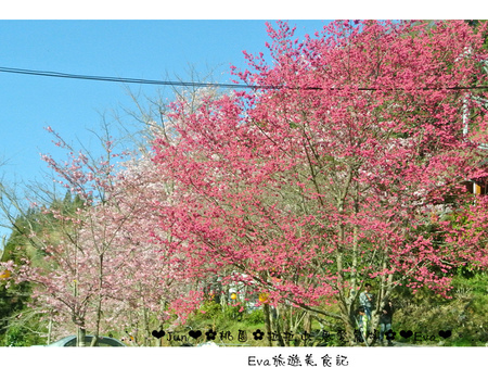 拉拉山恩愛農場:【遊記】oO。桃園 復興鄉 拉拉山 恩愛農場 去不成武陵農場沒關係,恩愛農場也有粉紅世界,超美~。o○。