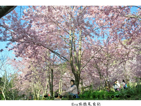 拉拉山恩愛農場:【遊記】oO。桃園 復興鄉 拉拉山 恩愛農場 去不成武陵農場沒關係,恩愛農場也有粉紅世界,超美~。o○。