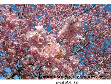 拉拉山恩愛農場:【遊記】oO。桃園 復興鄉 拉拉山 恩愛農場 去不成武陵農場沒關係,恩愛農場也有粉紅世界,超美~。o○。