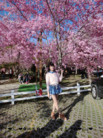 拉拉山恩愛農場:【遊記】oO。桃園 復興鄉 拉拉山 恩愛農場 去不成武陵農場沒關係,恩愛農場也有粉紅世界,超美~。o○。