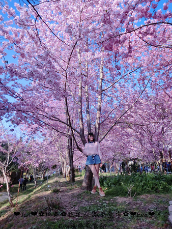 拉拉山恩愛農場:【遊記】oO。桃園 復興鄉 拉拉山 恩愛農場 去不成武陵農場沒關係,恩愛農場也有粉紅世界,超美~。o○。