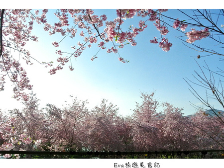 拉拉山恩愛農場:【遊記】oO。桃園 復興鄉 拉拉山 恩愛農場 去不成武陵農場沒關係,恩愛農場也有粉紅世界,超美~。o○。