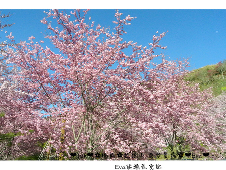 拉拉山恩愛農場:【遊記】oO。桃園 復興鄉 拉拉山 恩愛農場 去不成武陵農場沒關係,恩愛農場也有粉紅世界,超美~。o○。