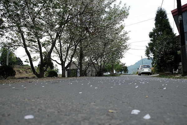 2013.03.24_[桃園復興]恩愛農場_咬一口就上癮的蜜蘋果-82