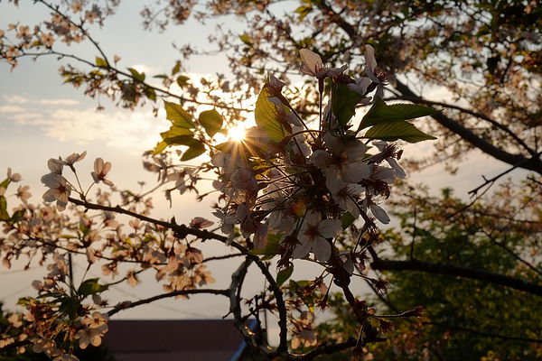 2013.03.24_[桃園復興]恩愛農場_咬一口就上癮的蜜蘋果-54