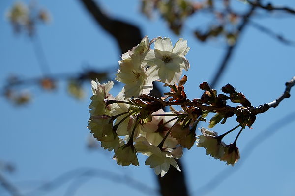 2013.03.24_[桃園復興]恩愛農場_咬一口就上癮的蜜蘋果-12