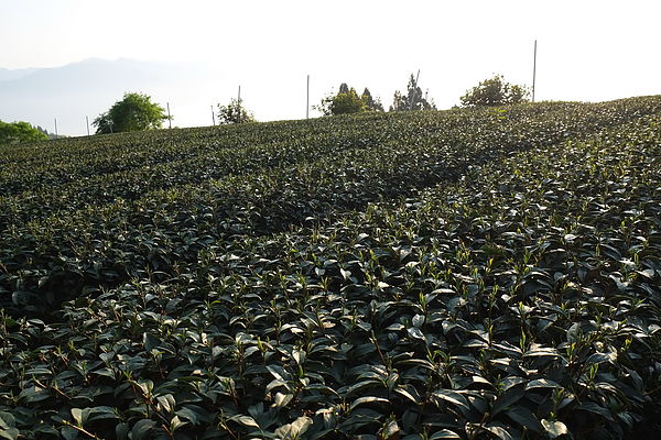 2013.03.24_[桃園復興]恩愛農場_咬一口就上癮的蜜蘋果-48