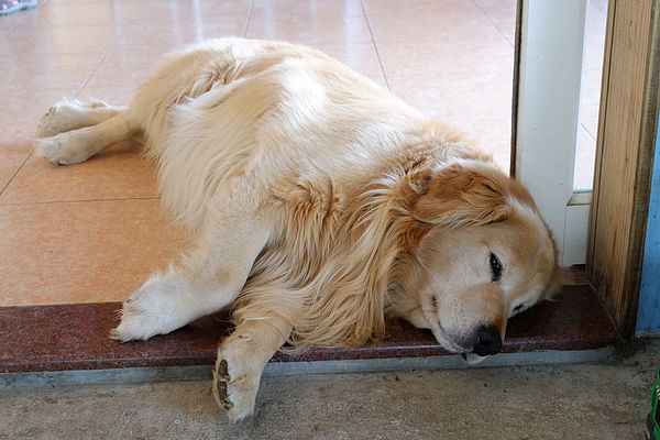 2013.03.24_[桃園復興]恩愛農場_咬一口就上癮的蜜蘋果-69