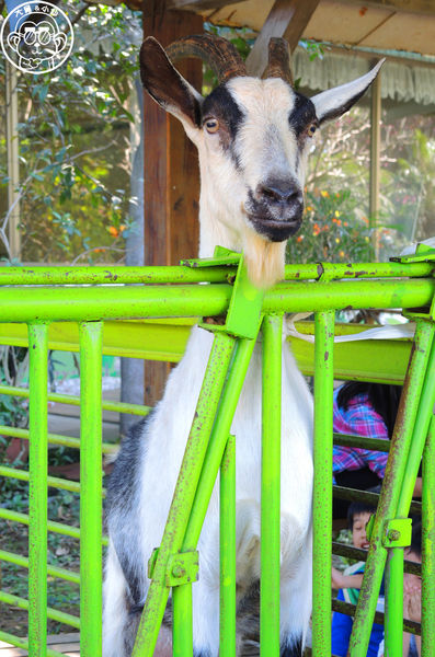羊世界生態教學牧場:作伙來企投【桃園中壢・羊世界】迷你版的羊牧場