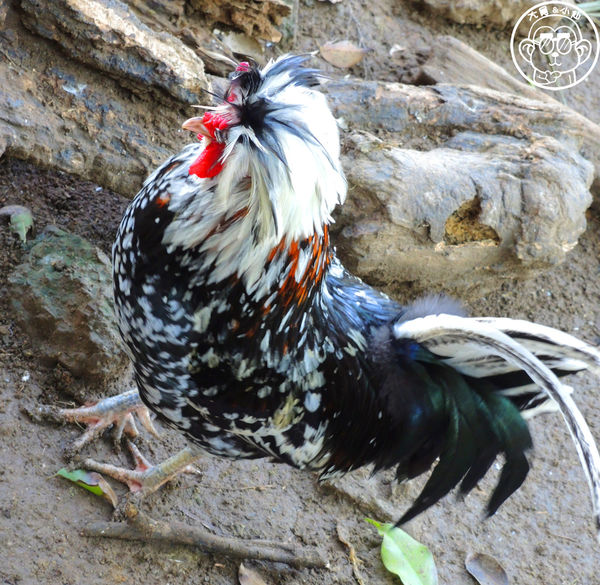 羊世界生態教學牧場:作伙來企投【桃園中壢・羊世界】迷你版的羊牧場