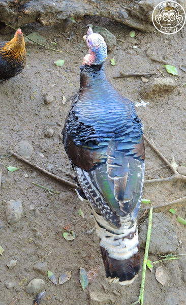 羊世界生態教學牧場:作伙來企投【桃園中壢・羊世界】迷你版的羊牧場