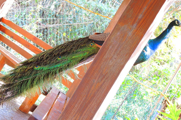 羊世界生態教學牧場:作伙來企投【桃園中壢・羊世界】迷你版的羊牧場