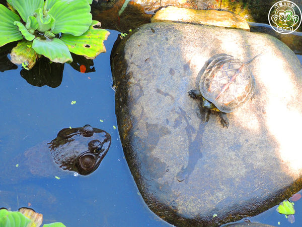 羊世界生態教學牧場:作伙來企投【桃園中壢・羊世界】迷你版的羊牧場