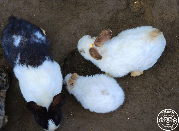 羊世界生態教學牧場:作伙來企投【桃園中壢・羊世界】迷你版的羊牧場