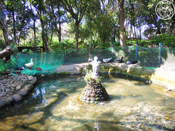 羊世界生態教學牧場:作伙來企投【桃園中壢・羊世界】迷你版的羊牧場