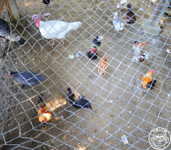 羊世界生態教學牧場:作伙來企投【桃園中壢・羊世界】迷你版的羊牧場